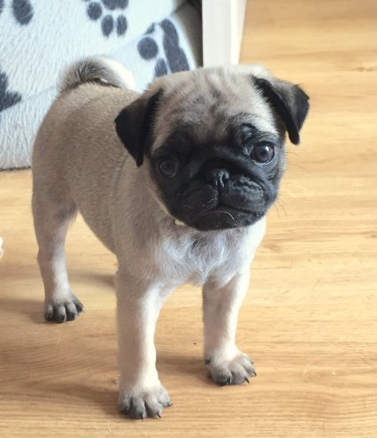 Healthy Pug puppies for sale