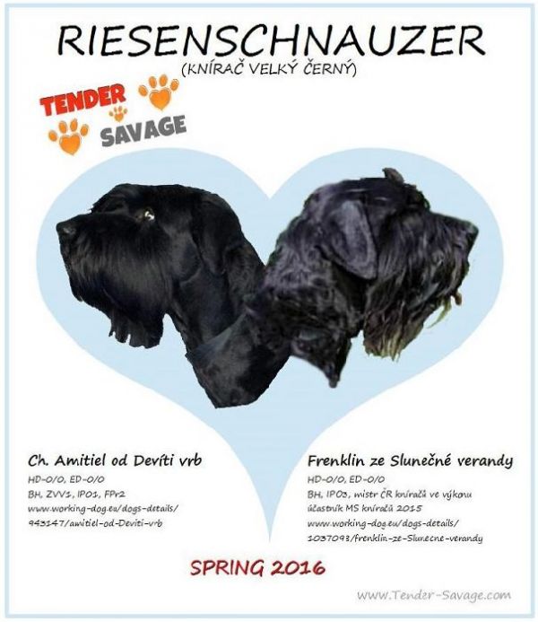 Kennel Tender Savage – FCI Puppies Black Giant Schnauzer