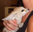 Cute, Gorgeous And Lovely Fennec Fox For sale