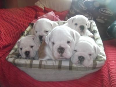 3 left white perfect bulldog puppies, Both, 1-3 months, white ... Swansea for sale.