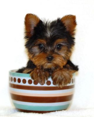 teacup yorkie puppies for adoption