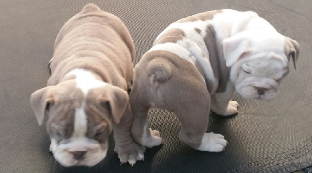 Teddy Bears Ready Now. Kc Reg English Bulldog Puppies