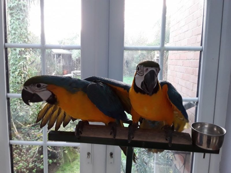 Gorgeous, Handsome Baby blue and gold macaw For Sale