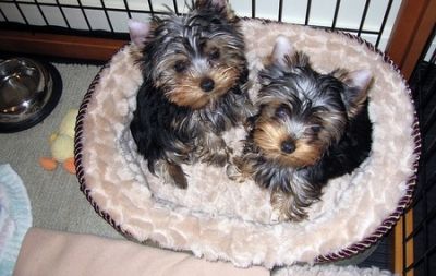 Lovely Male And Female Tea Cup Yorkie Puppies For Sale Now Ready To Go Home