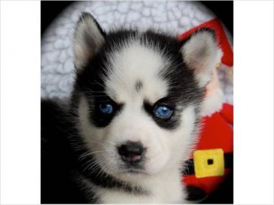 ***Classic Blue Eyes**Siberian Husky Puppies***