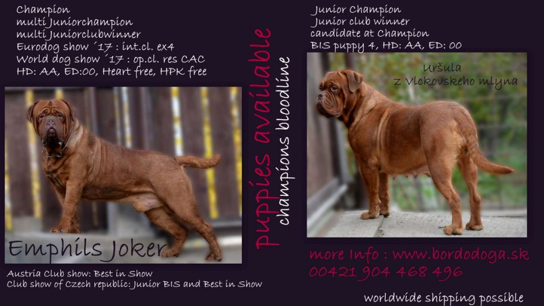 Dogue de bordeaux TOP Quality puppies