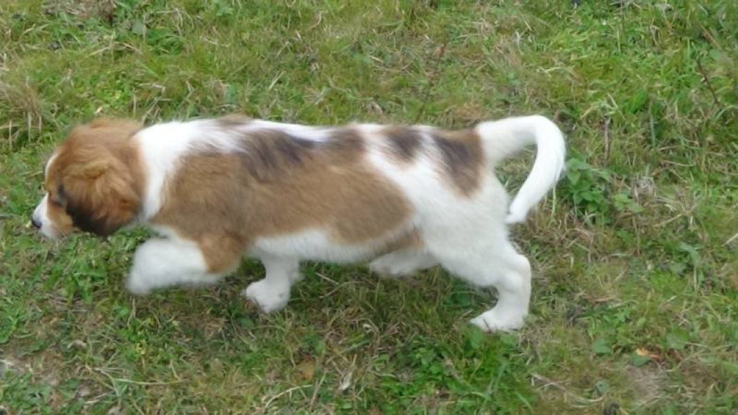 Kooikerhondje puppy (male) with pedigree