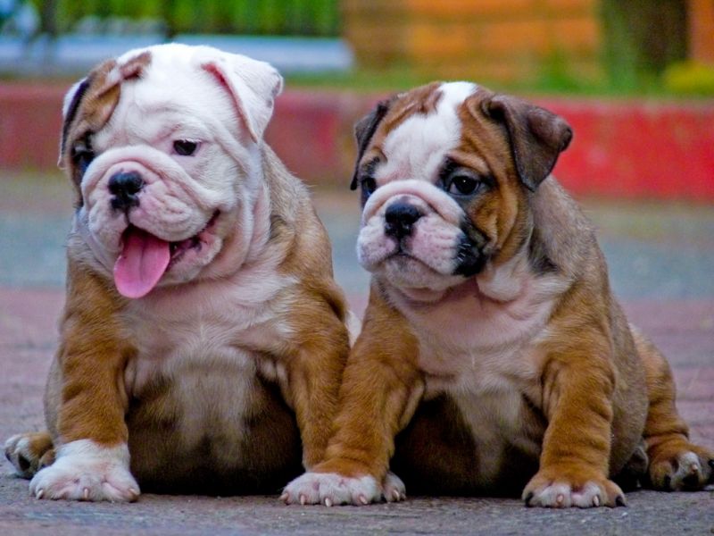 Male and Female English Bulldog Puppies