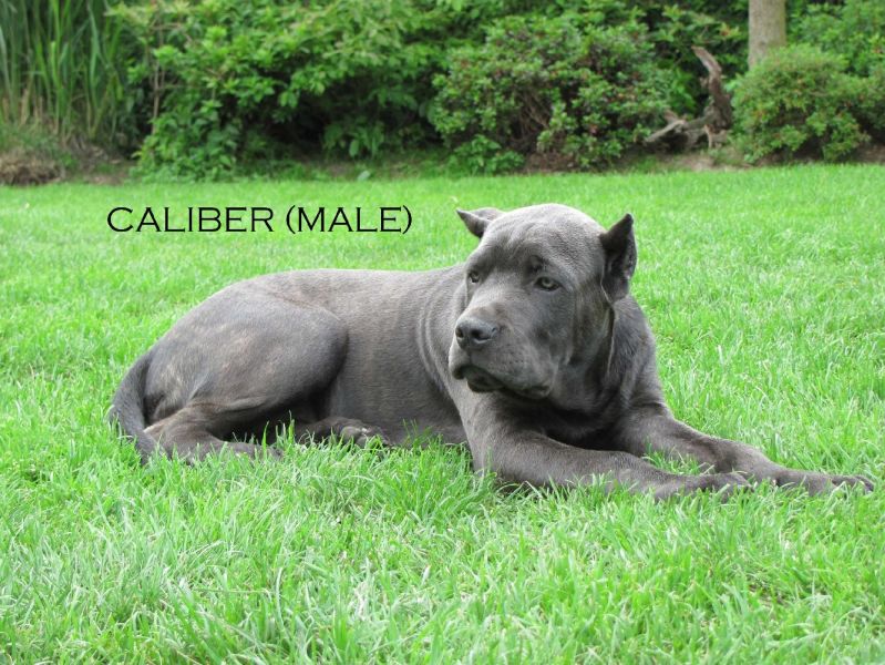 American Bandogge - Puppies