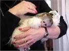 cute and adorable baby capuchin monkeys for adoption