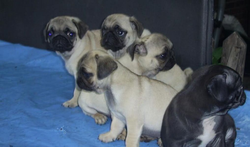 Pug puppies looking a new home.
