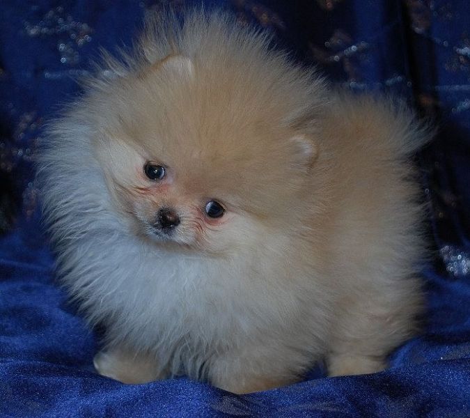 Pomeranian - TEACUP - pedigree IHR