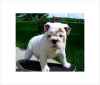 Cute and lovely English bull dog puppies ready for this 2011,