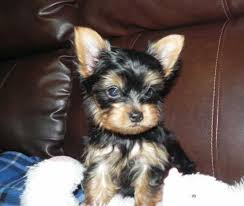 Adorable Yorkie Puppies For Adoption.