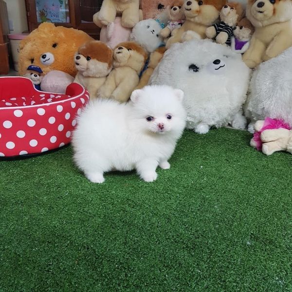 Pomeranian Puppies