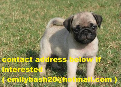 Pug Puppies Are Now Up For Sale .
