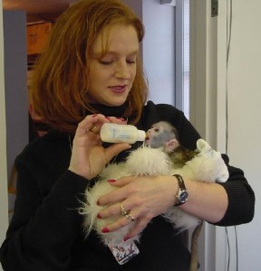 Home trained baby Capuchin monkeys available