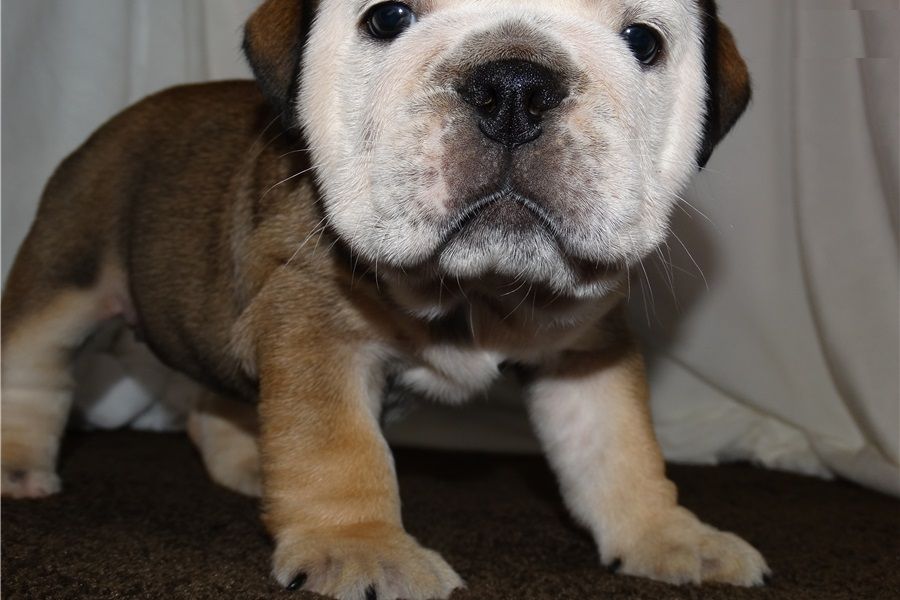  We have 4 gorgeous lilac and white colored AKC Boston Terrier male puppies 8 weeks old, . 