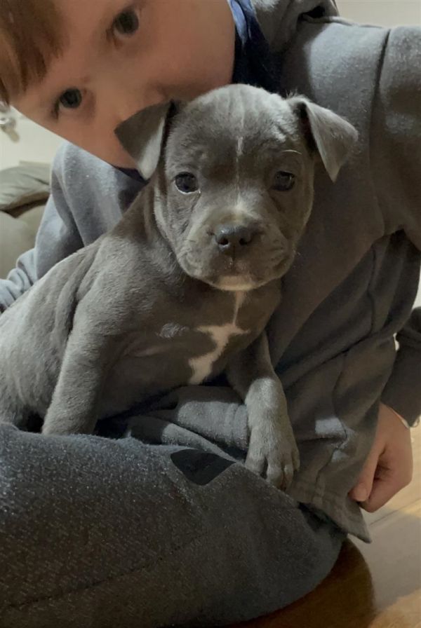 Purebred English Blue Staffy Puppies for Sale
