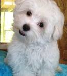 cute and adorable home trained maltese puppy now available for sale