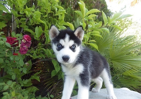 Registered Siberian Husky Puppies 
