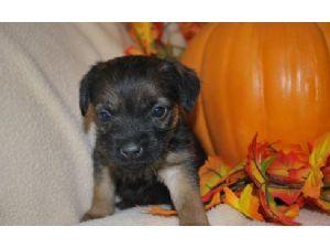 Border Terrier Puppies for sale 