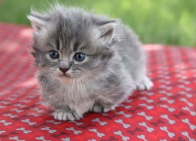 shotleg munchkin kittens-shorthair