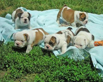 Gorgeous English Bulldogs, Puppies.