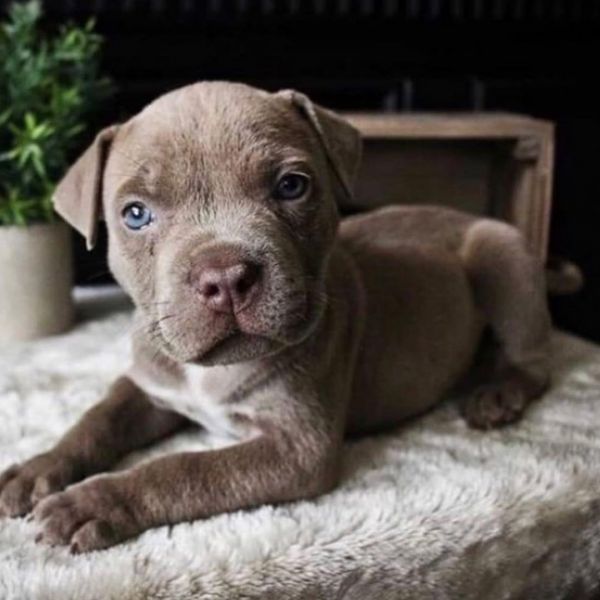 Beautifull Pitbull Puppies Available