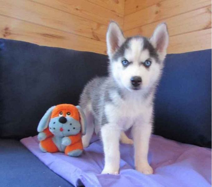 Beautiful Siberian Husky puppies