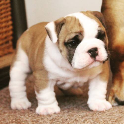 Beautiful English bulldog puppy (FCI)