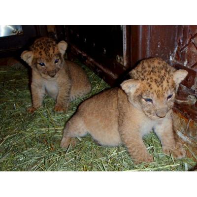 Big Cats, kittens,Cheetah,Tiger and Fennec Fox,chimpanzee For Sale
