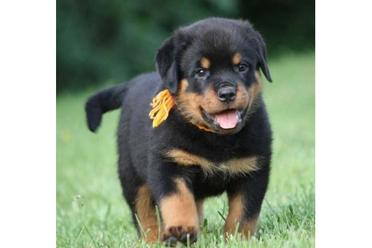 Top Quality Rottweiler Puppies