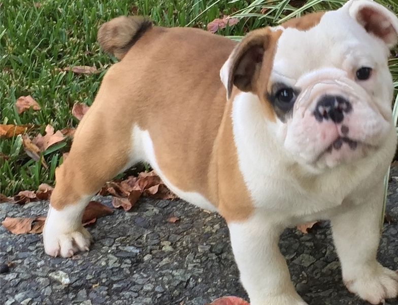 Beautiful ShRegistered English Bulldogs ...whatsapp me at: +447418348600