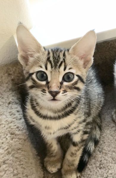 Exotic Savannah kittens available for sale !!!!!!!!