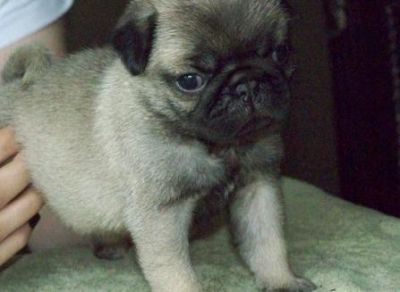 pug puppies 