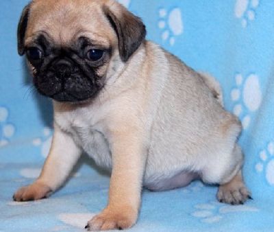 Well Trained Purebreed pug puppies available at very affordable prices