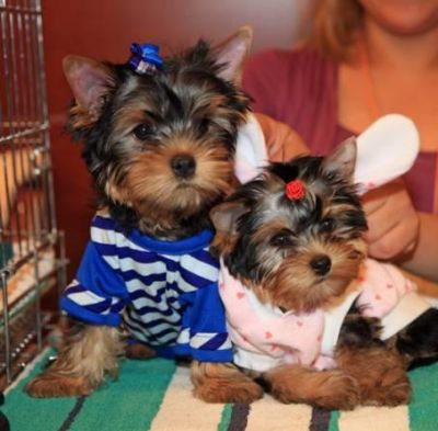 Female  And Male Yorkshire Terrier Puppies for free adoption