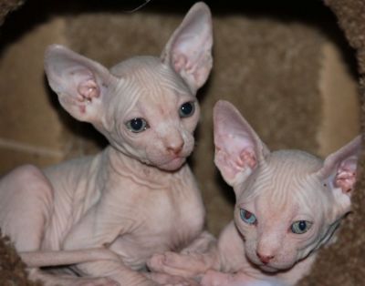 Gccf pink slip registered Sphynx kittens hair-less body ready for good homes
