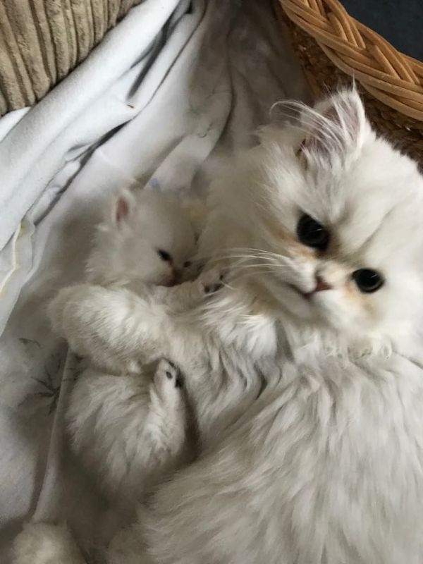 Beautiful Persian Boy And 2 Girls