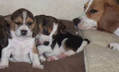 Beagle Puppies
