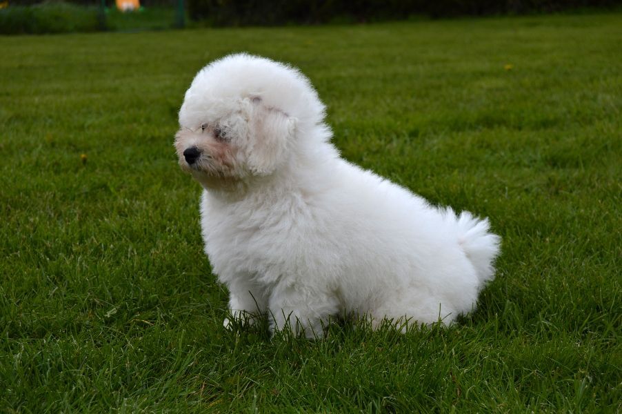 Bichon Frisé with pedigree