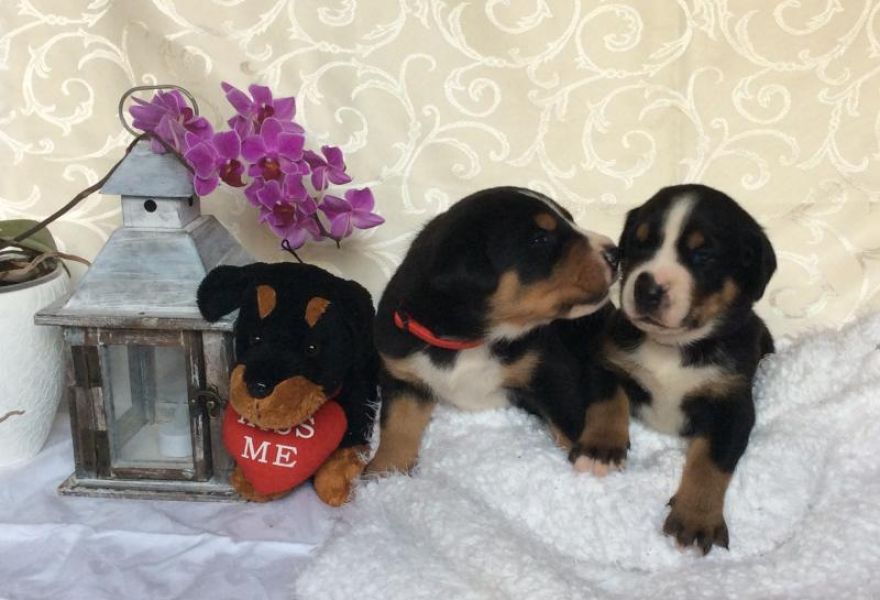 Greater Swiss Mountain Dog