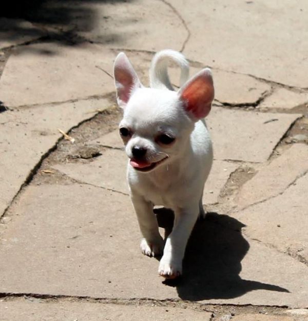  mini toy chihauhua puppies for adoption