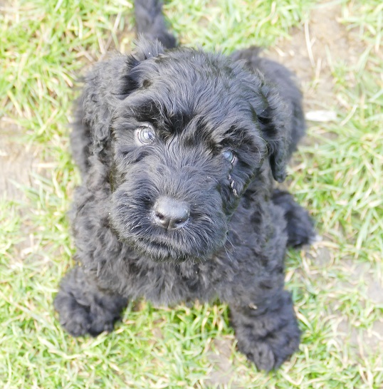 Black Russian Terrier - Puppies