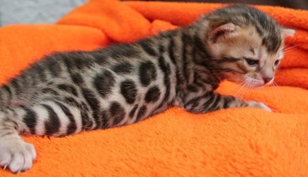 Beautiful  Bengal Kittens
