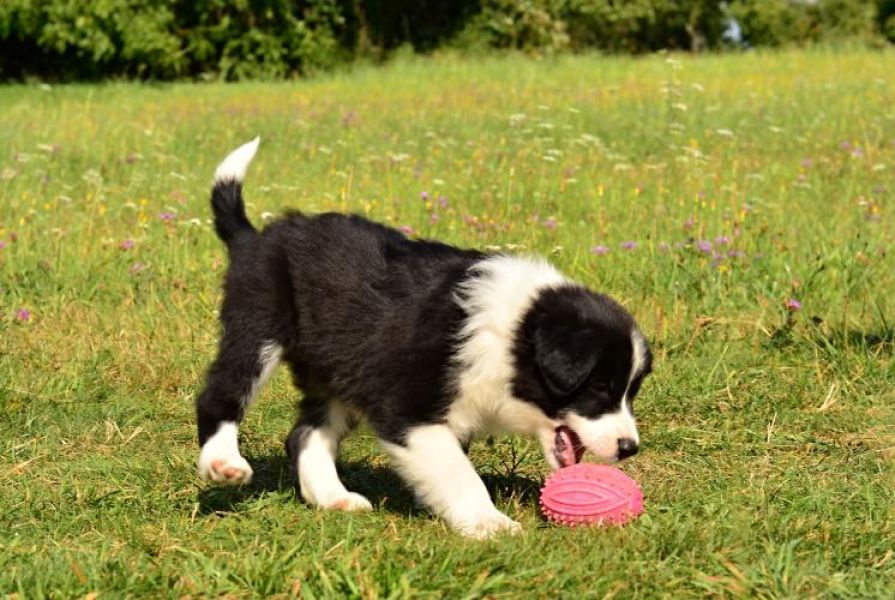 Border Collie puppies with pedigree
