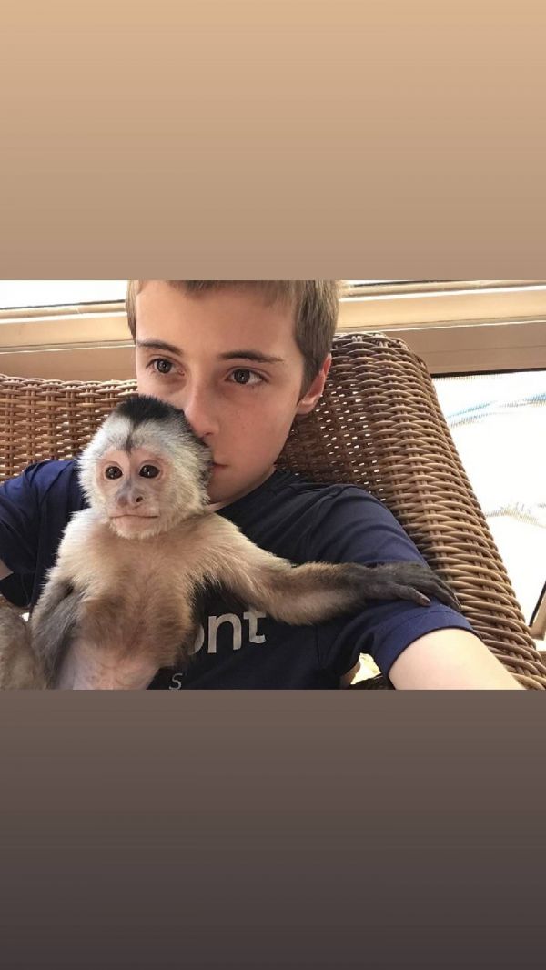 Sunshine capuchin and marmosets monkeys 