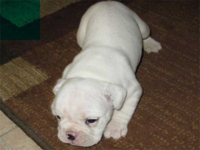 cute English bulldog for sale