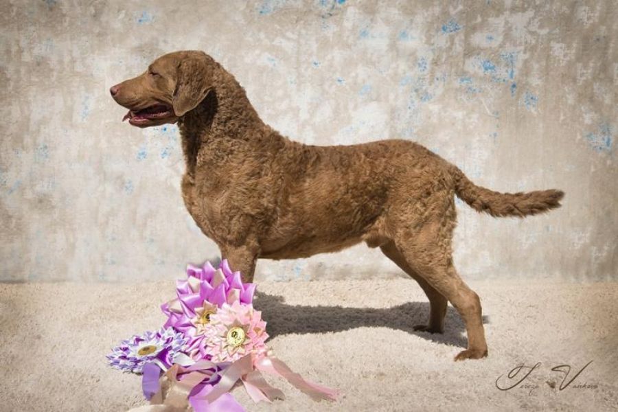 Chesapeake bay retriever with pedigree (similar to the labrador)